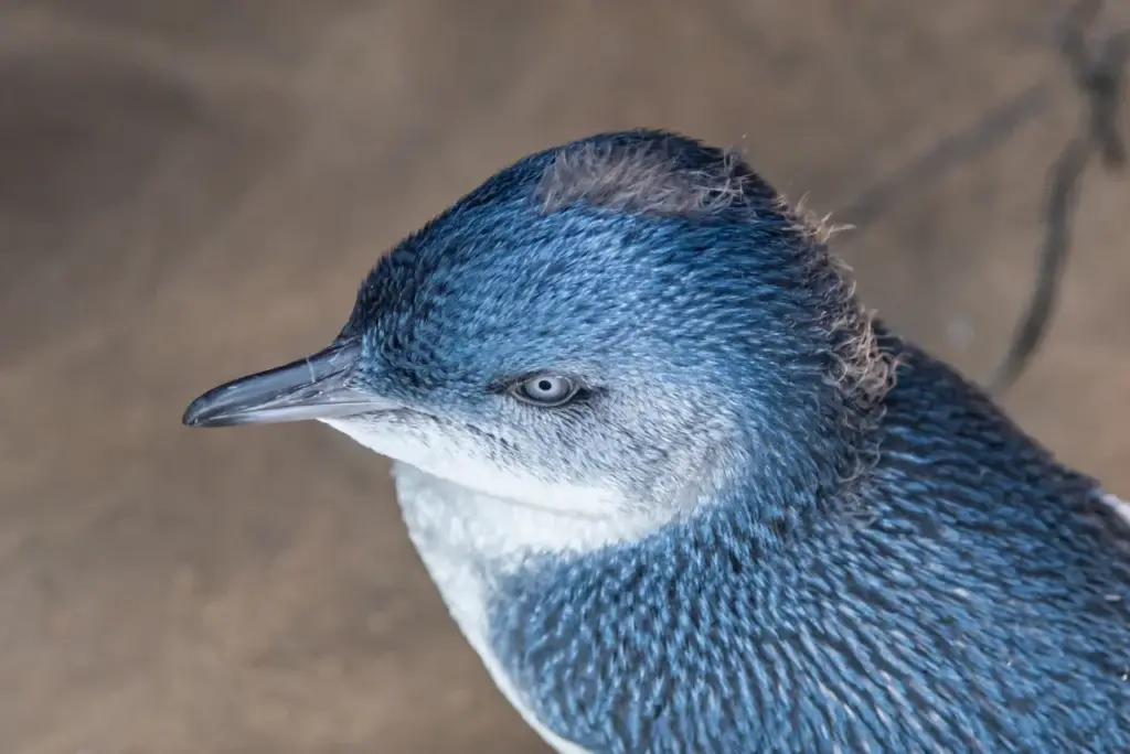 A Blue Penguin 