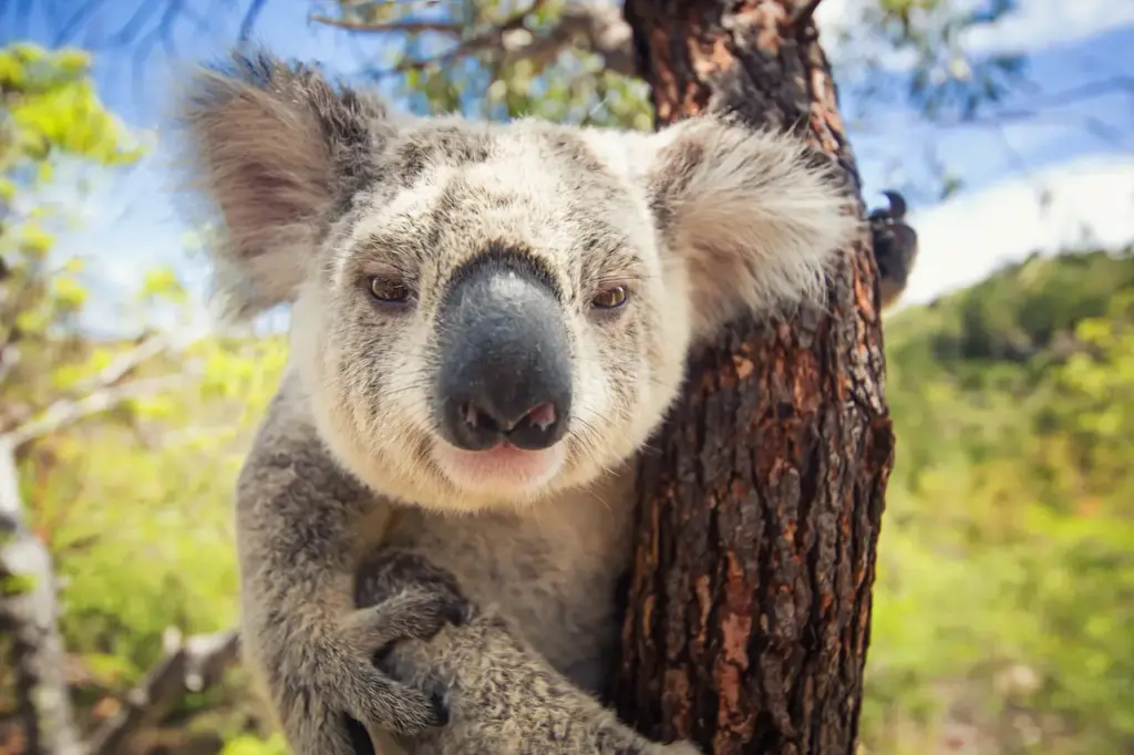 Ballarat Wildlife Park