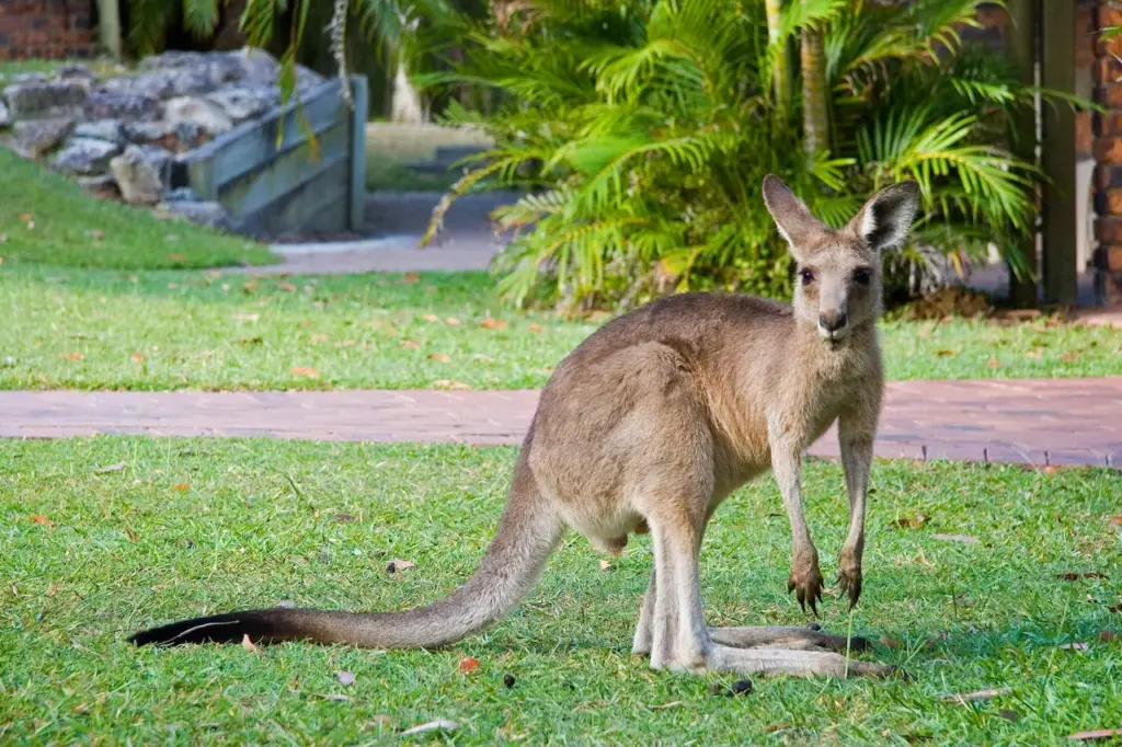 Kangaroo at Wildlife Park