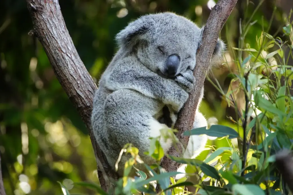 Koala Conservation Reserve Phillip Island Vic | Vic Travel