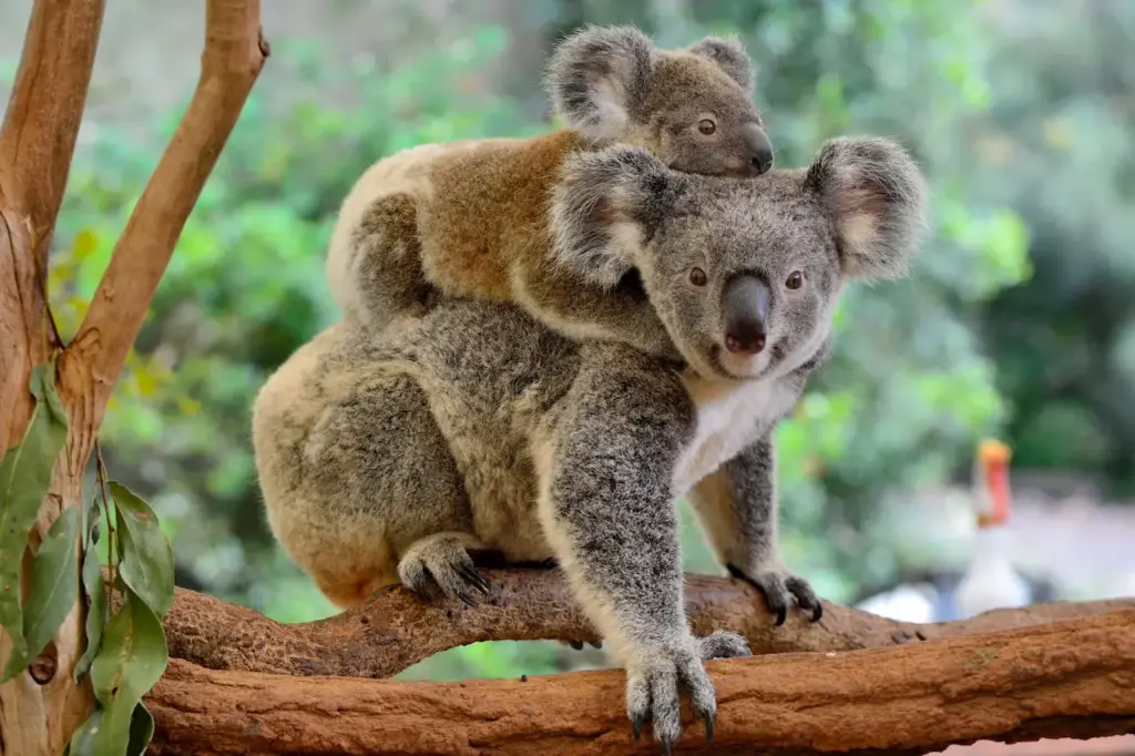 Mother Koala with Baby on Her Back 