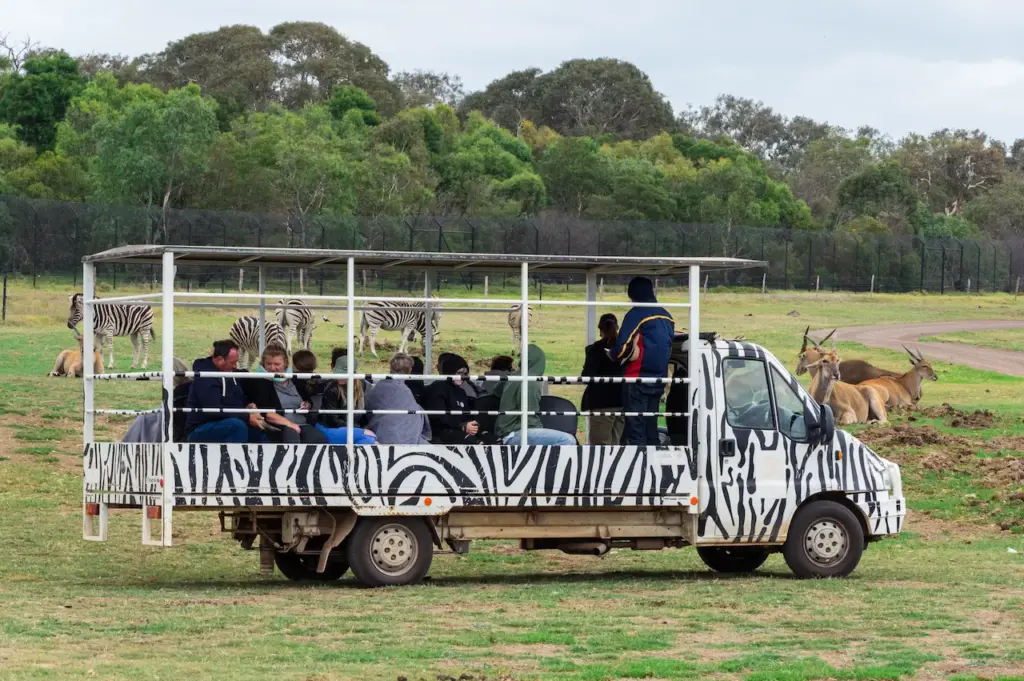 Safari Bus