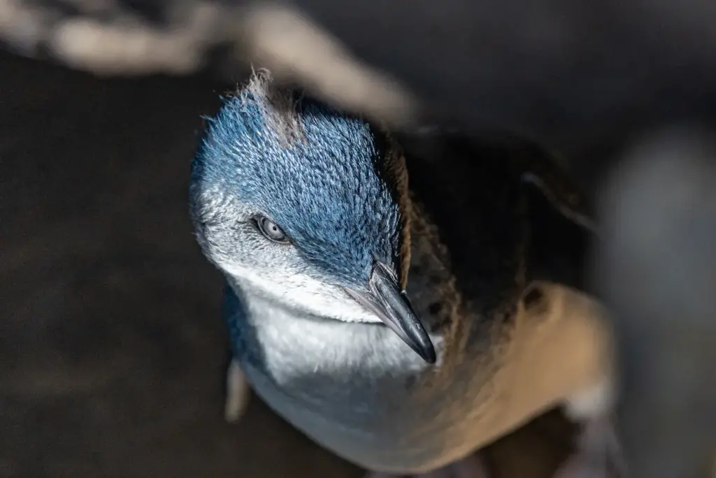 St Kilda Penguins