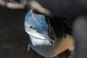 St Kilda Penguins