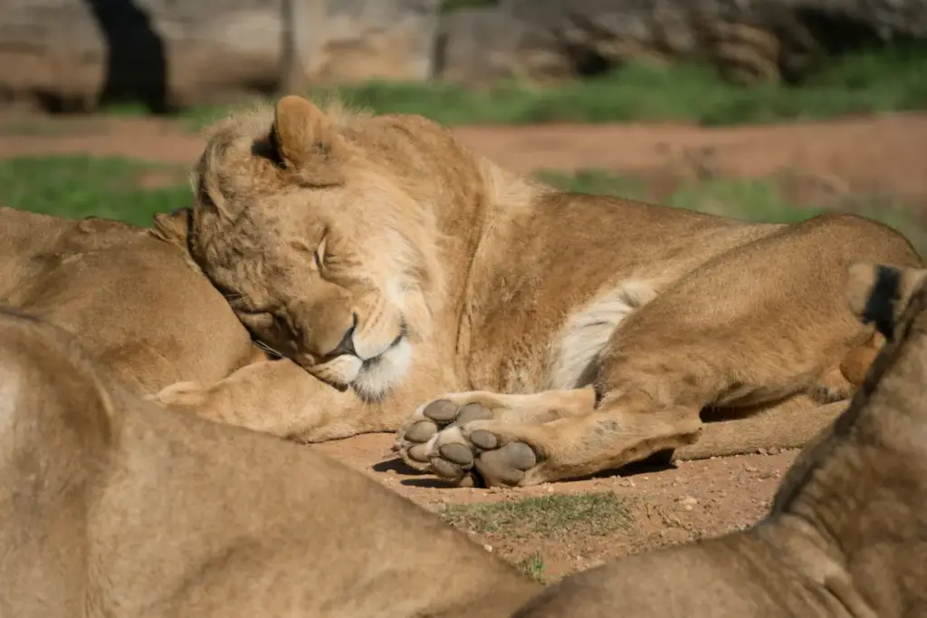 Werribee Open Range Zoo Werribee Australia Lions