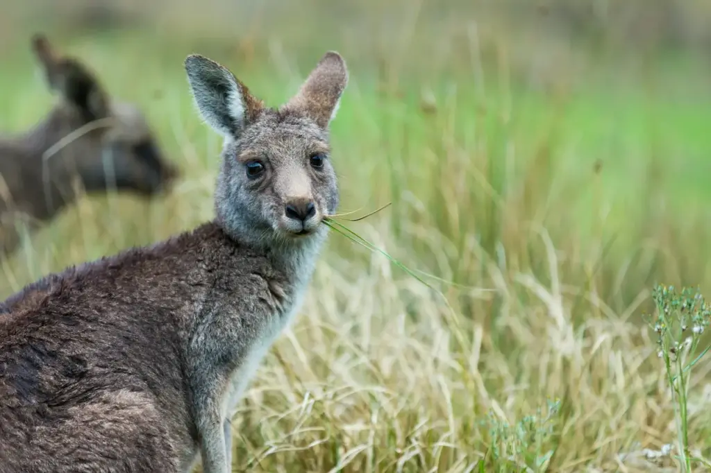 Wildlife Attractions In Victoria Kangaroo