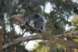 Wildlife Attractions In Victoria Koala