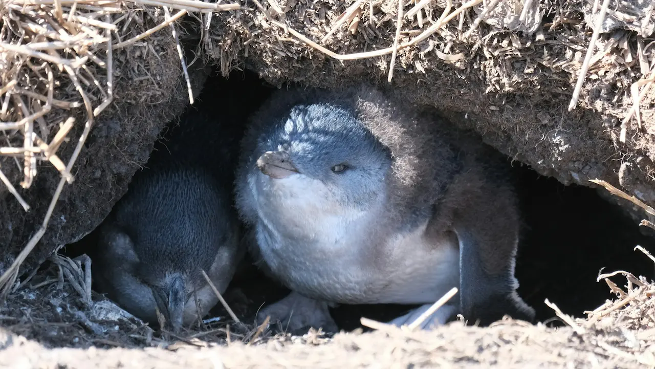 Discover Victoria’s Little Penguins